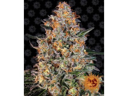 Bubba Kush - Barney´s Farm -