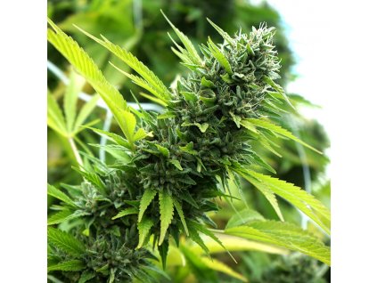 Banana Sapphire - HSO