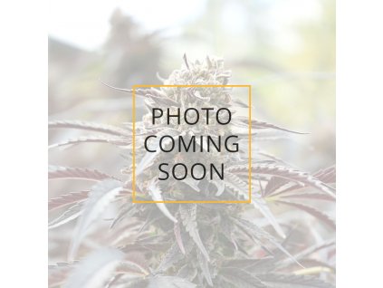 Cinnamon Buddha OG - HSO