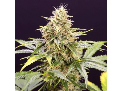 Chocolate Mint OG Auto - HSO