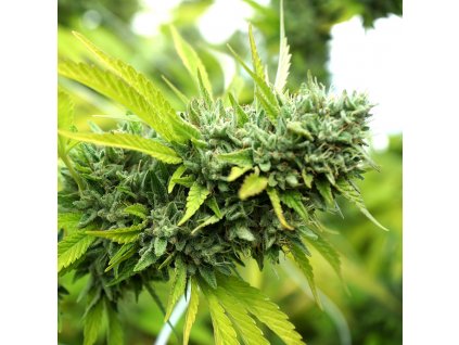 Mango OG Auto - HSO