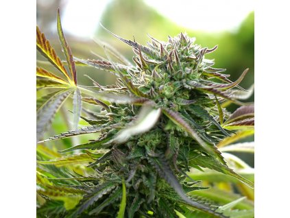 Pineapple Chem Auto - HSO -