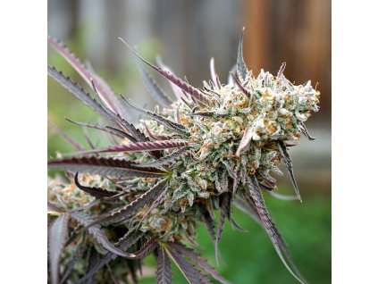 Peanut Butter Breath Fast Flowering - HSO