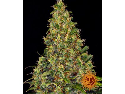 Amnesia Haze Auto - Barney´s Farm -