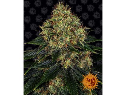 Skywalker OG Auto - Barney´s Farm -