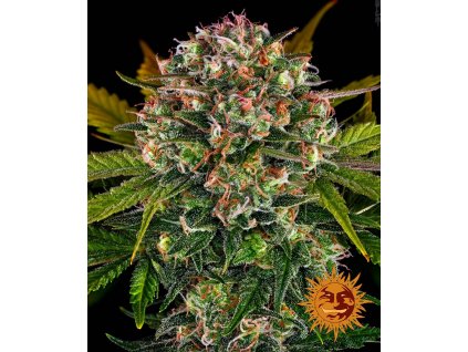 Strawberry Cheesecake Auto - Barney´s Farm -