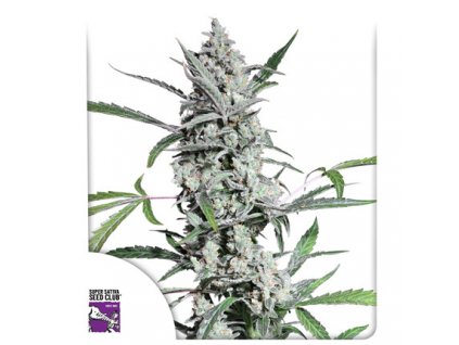 Fat Pete's Cookies Auto - Dutch Passion