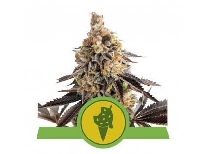 Cookies Gelato Automatic - Royal Queen -