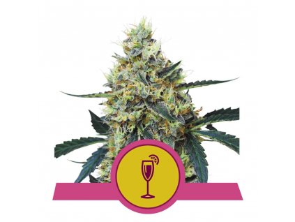 Mimosa – Royal Queen
