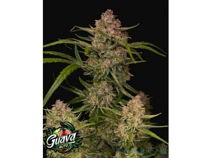 Guava auto fast buds