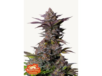 Tropicana Cookies FF Cannabis Seeds Fast Buds