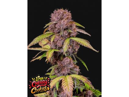 lemon cherry cookies