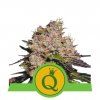 Purple Queen Automatic - Royal Queen