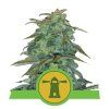 Royal Haze Automatic - Royal Queen