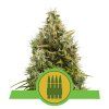 Royal AK Automatic - Royal Queen
