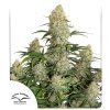 auto critical orange punch