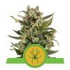 White Widow Automatic - Royal Queen