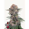 Cherry Cola Auto Cannabis Seeds Fast Buds