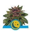 Purplematic CBD - Royal Queen