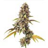 Screenshot 2024 12 23 at 11 06 05 Tahoe OG Auto 20% THC Buy Autoflower Seeds