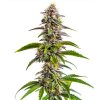 Screenshot 2024 12 23 at 11 10 19 Mimosa X Wedding Cake Auto 24% THC Buy Autoflower Seeds