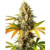 Screenshot 2024 12 23 at 11 34 56 Red Super Skunk Auto Strain 26% THC Buy Autoflower Seeds