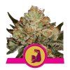 HulkBerry - Royal Queen