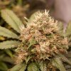 Auto Red Tropicana Cookies Cannabis Seeds Dutch Passion (4)