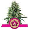 Power Flower - Royal Queen