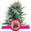 Blue Cheese - Royal Queen