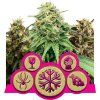 Feminized Mix - Royal Queen