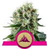 Critical Kush - Royal Queen -