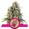 Chocolate Haze - Royal Queen -