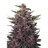 Purple Kush Auto - Buddha seeds