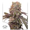 Auto Candy Bubatz XL® Cannabis Seeds Dutch Passion UK