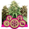 Feminized Mix - Royal Queen
