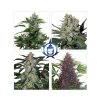 Assorted Auto - Buddha seeds - 10ks