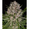 lemon haze auto circle new 21 124861