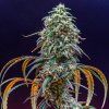strawberry cough.jpg 2