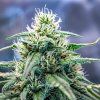 strawberry cough.jpg 3