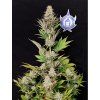 morpheus buddhaSeeds