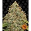 CBD Lemon Potion Auto - Barney´s Farm -