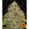 CBD Lemon Potion Auto - Barney´s Farm