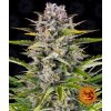 Gorilla Zkittlez Auto - Barney´s Farm -