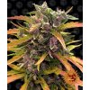 Gorilla Glue Auto - Barney´s Farm -