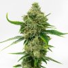 Auto Super Skunk - Tatra Seeds -