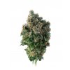 green gorilla tatra seeds