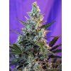 sweet skunk f1 fast version