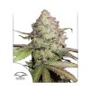 CBD Auto Charlotte’s Angel®- Dutch Passion