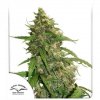 CBD Auto Compassion Lime - Dutch Passion -